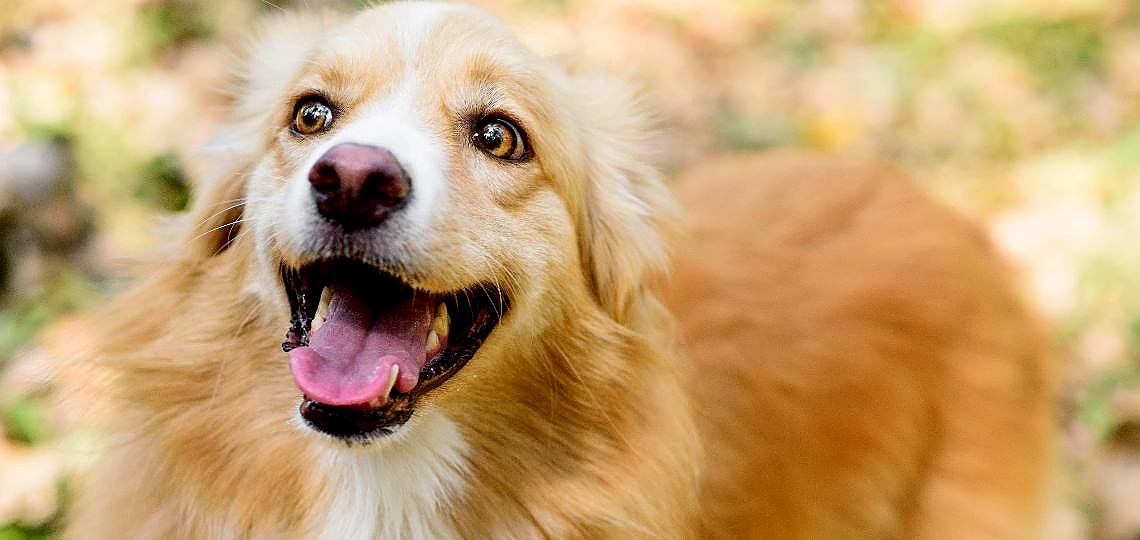 Köpeğim Mutlu mu? Mutlu Bir Köpeğin 10 İşareti