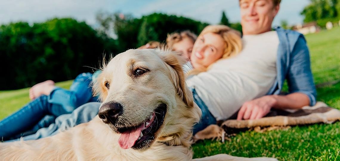 Köpeğinizin Yaşam Kalitesini Artırmak İçin 5 Basit Adım