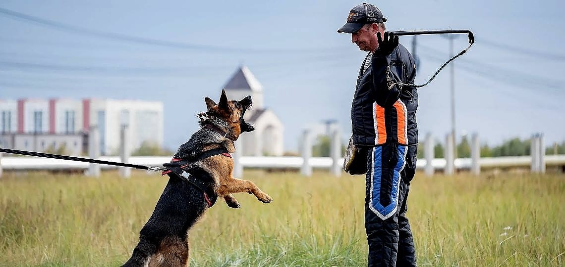 Köpeklerde Alan Koruma Eğitimi Nasıl Verilir?