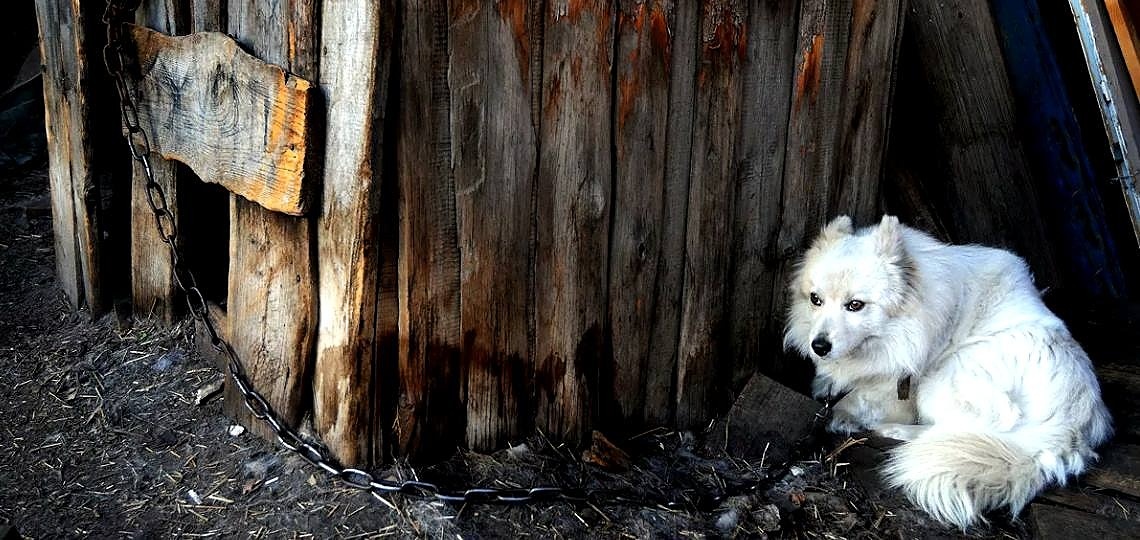 Kayıp Köpek Nasıl Bulunur?