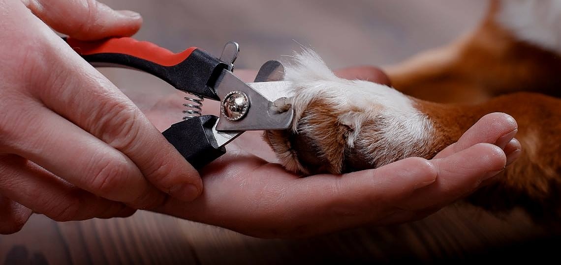 Köpeklerde Tırnak Bakımı