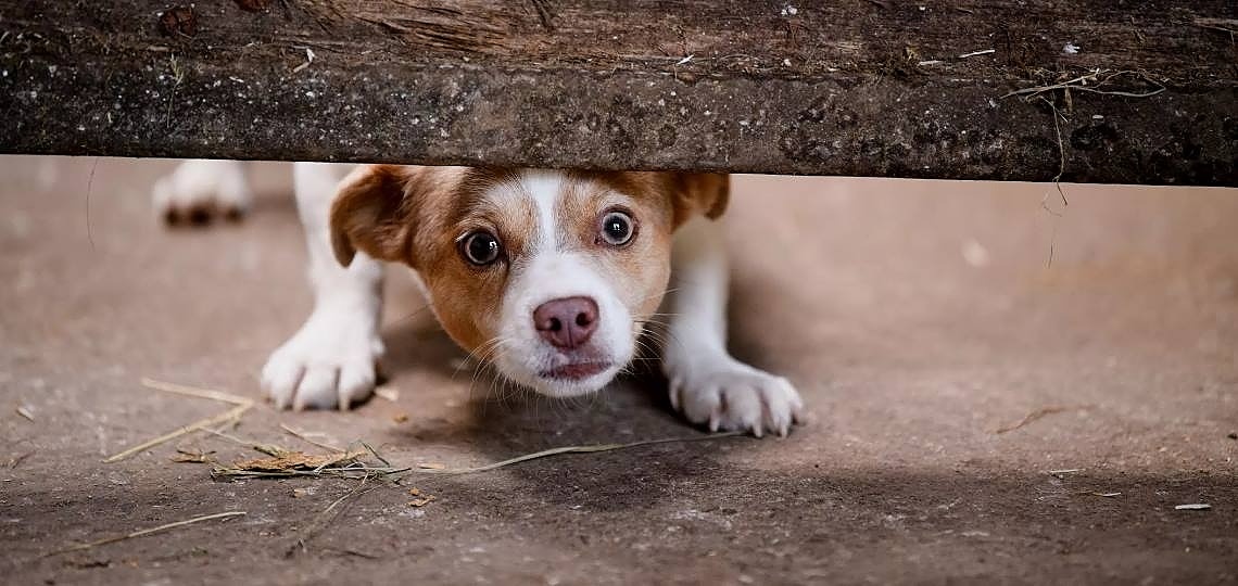 Köpeklerde Yaygın Görülen Korkular