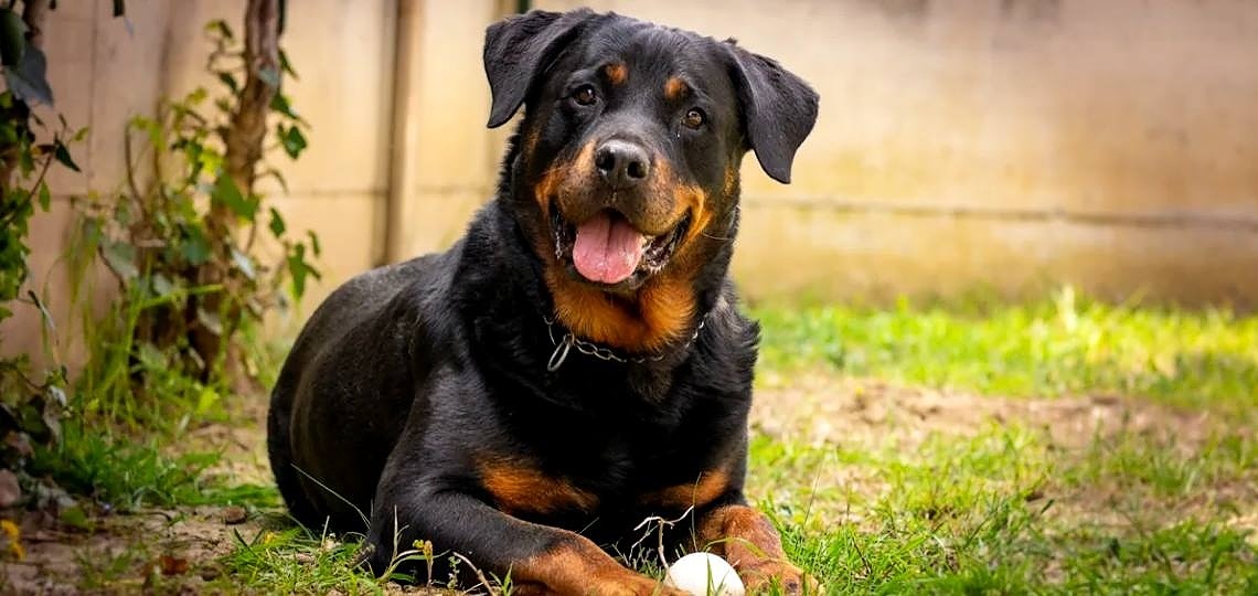 Rottweiler Cinsi Köpeklerin Bilinmeyen Yönleri ve Tüm Özellikleri