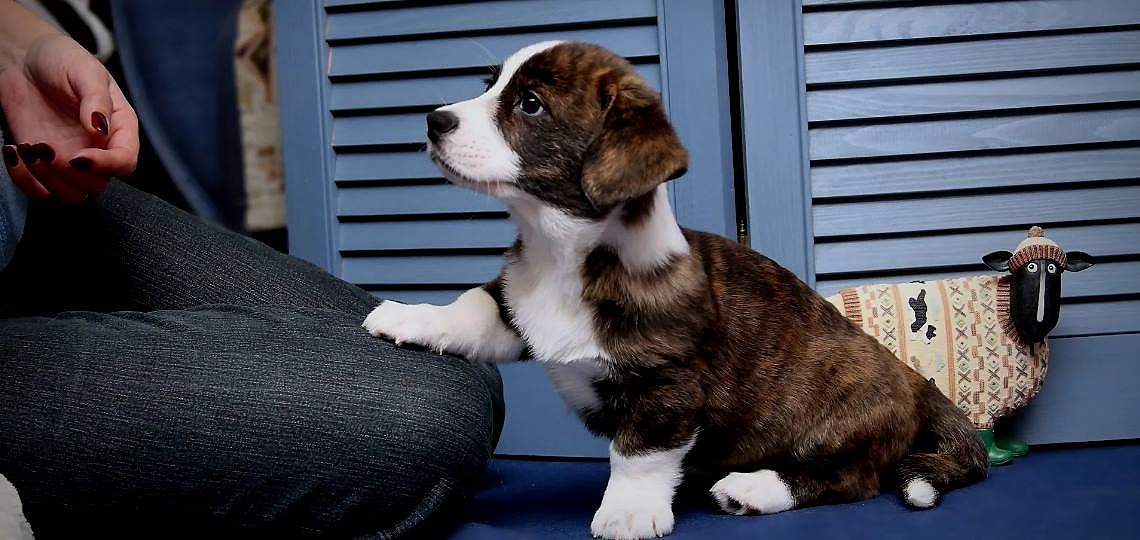 Yavru Köpeğime Yaşına Girmeden Neler Öğretmeliyim?