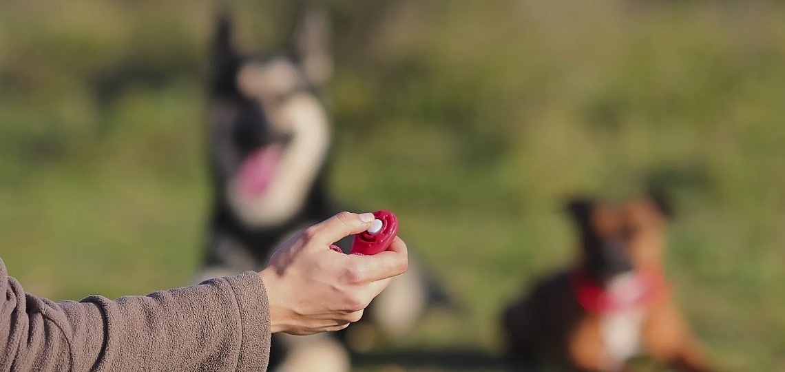 Clicker (Klik Klak) Kullanarak Köpek Eğitimi