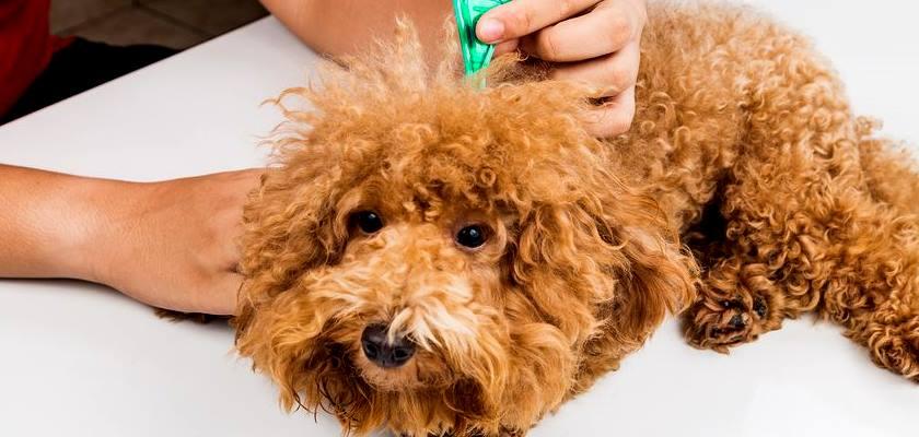 Poodle Toyların Olması Gereken Aşılar Nelerdir?