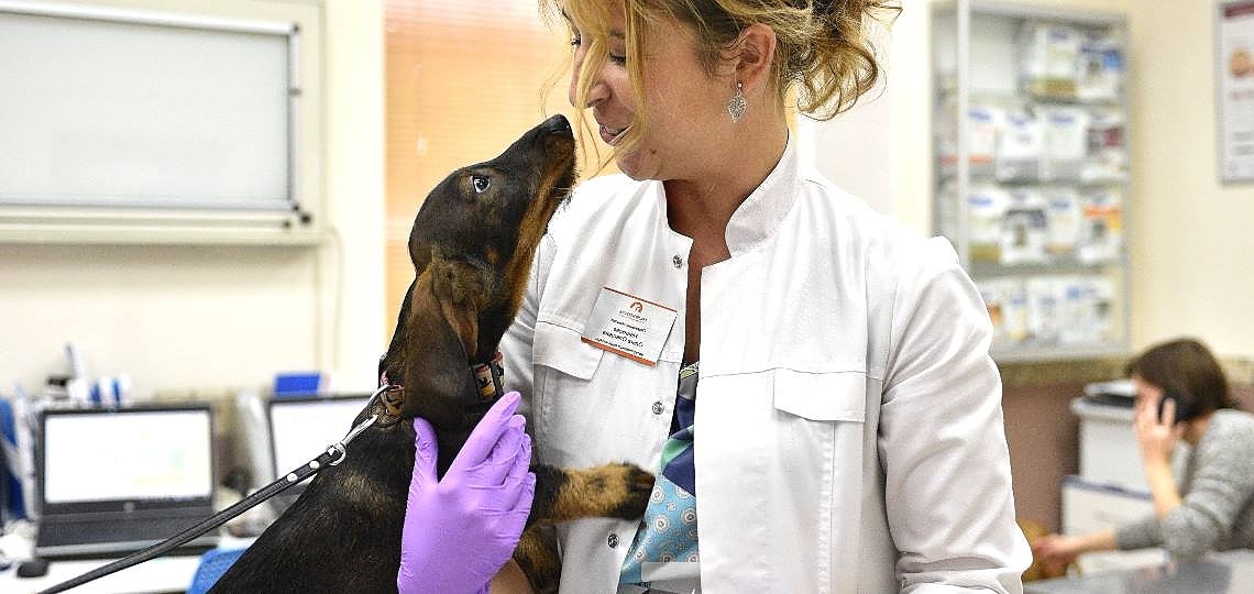 Köpeğiniz için Doğru Veteriner Seçmek