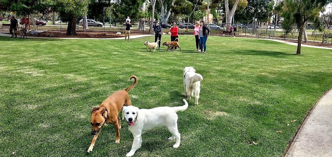 İstanbul'da Bulunan En İyi Köpek Parkları