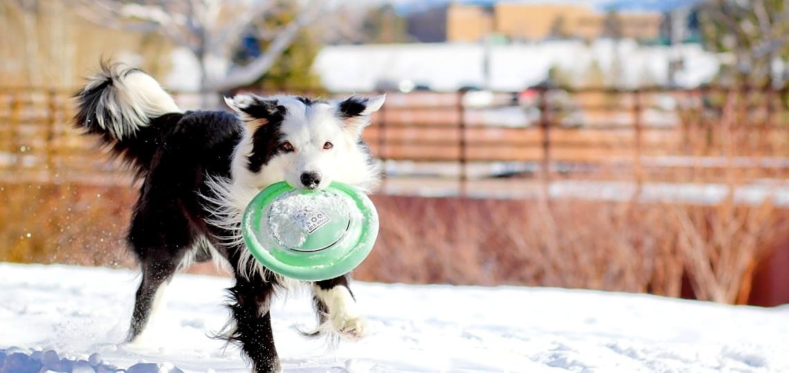 Kışın Köpeğinizle Yapabileceğiniz 8 Eğlenceli Aktivite