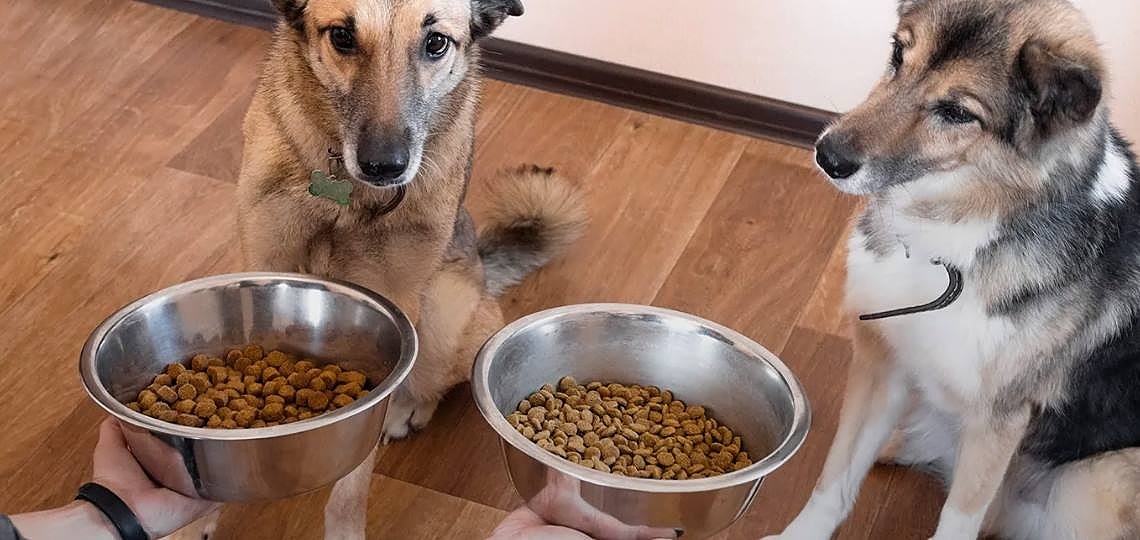 Köpek Mamasında Kaçınılması Gereken 7 Malzeme