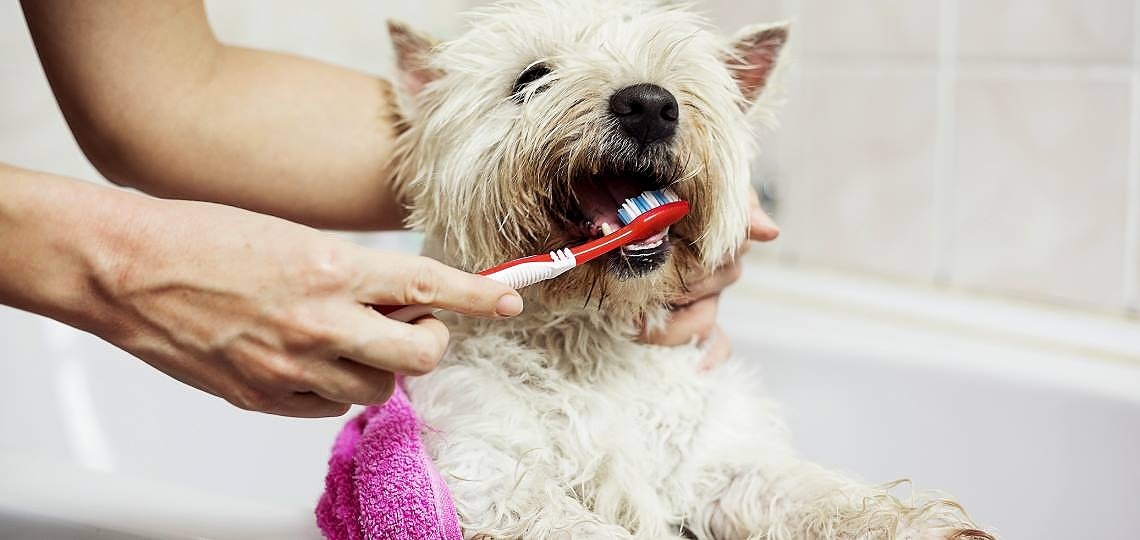 Köpeklerde Diş Sağlığı ve Diş Bakımı