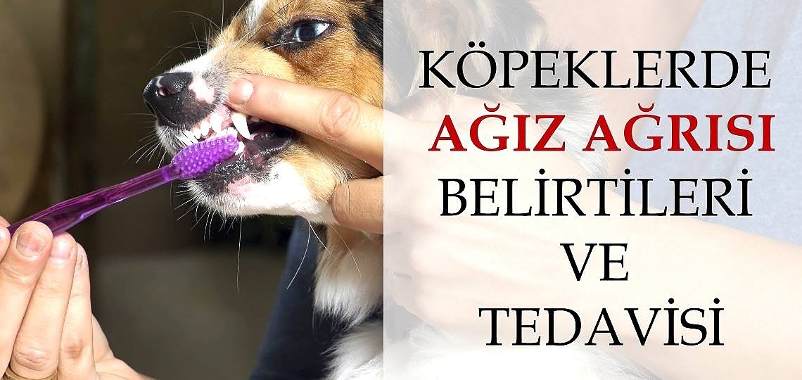 Köpeklerde Ağız Ağrısı Belirtileri ve Tedavisi