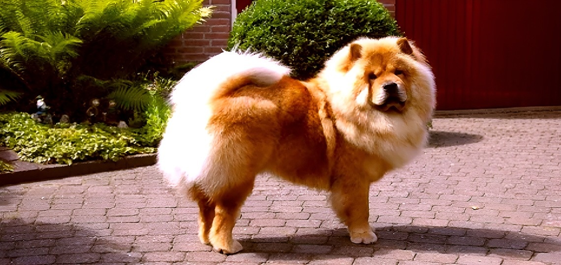 Chow Chow Köpeğin Bilinmeyen Yönleri ve Tüm Özellikleri