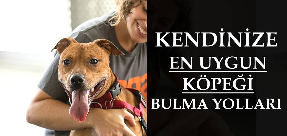 Kendinize En Uygun Köpeği Nasıl Bulabilirsiniz?