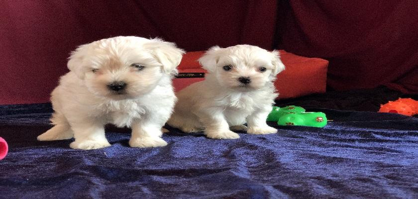 İyi Eğitimli Bir Terrier Maltese İçin Bilinmesi Gereken Temel Bilgiler