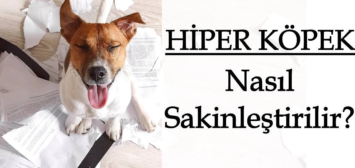 Hiper Köpek Nasıl Sakinleştirilir?