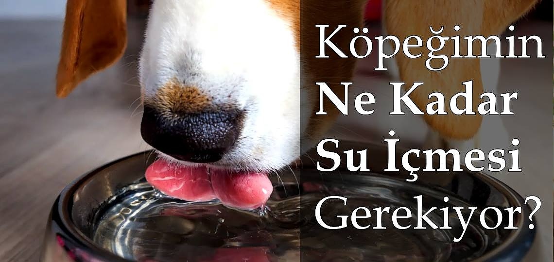 Yavru Köpeğimin Ne Kadar Su İçmesi Gerekiyor?