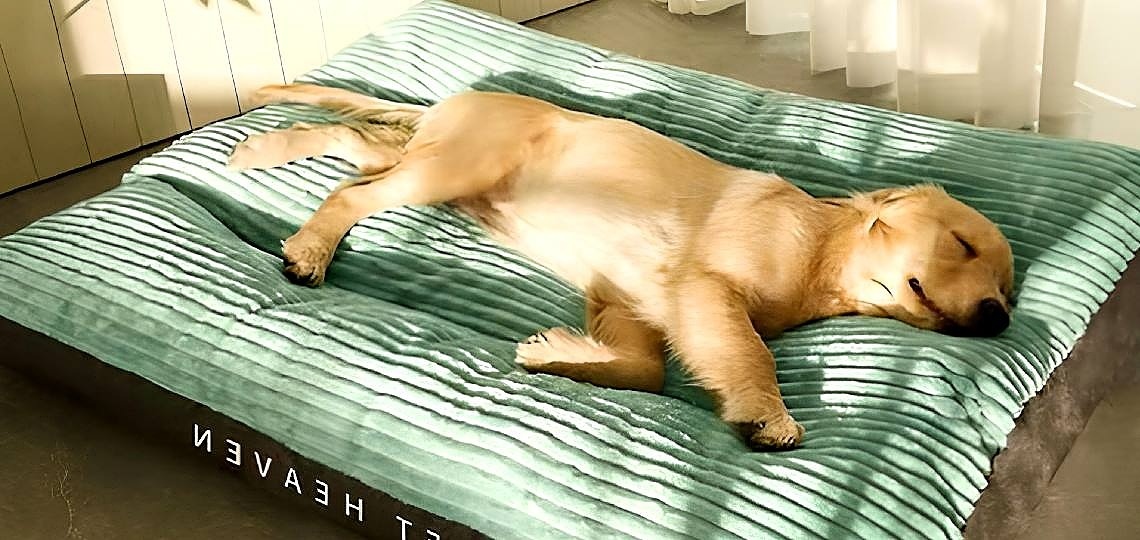 Köpeğiniz için Mükemmel Dayanıklı ve Rahat Yatağı Bulma Kılavuzu 