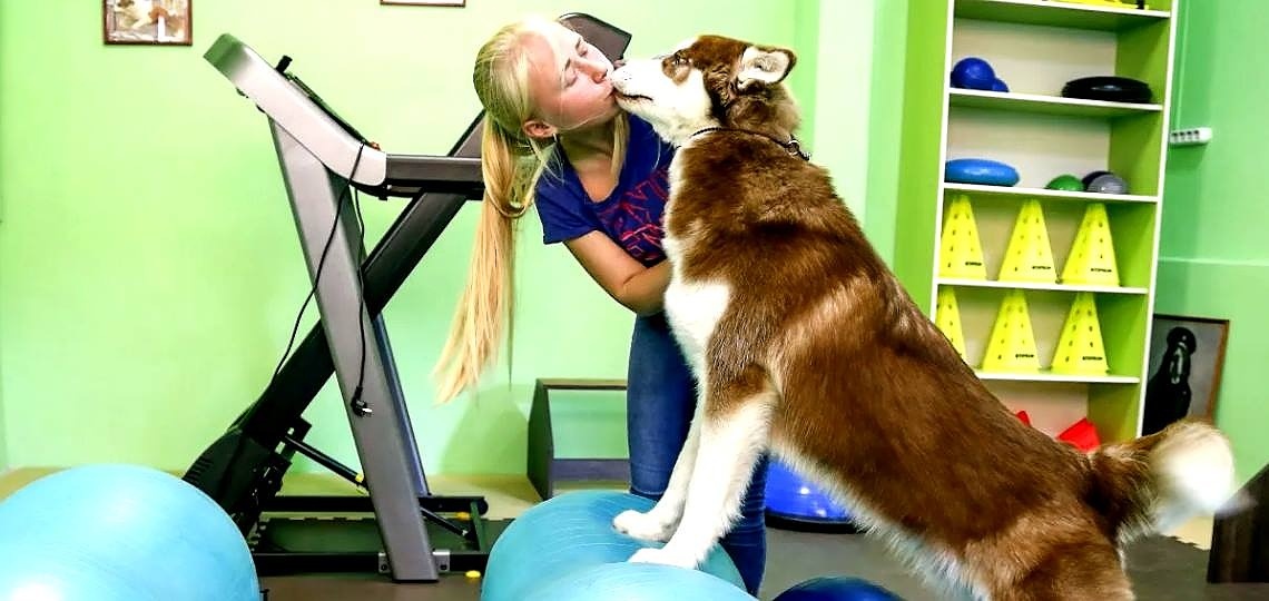 Köpeğinizin Sağlıklı Kiloda Olup Olmadığı Nasıl Anlaşılır?