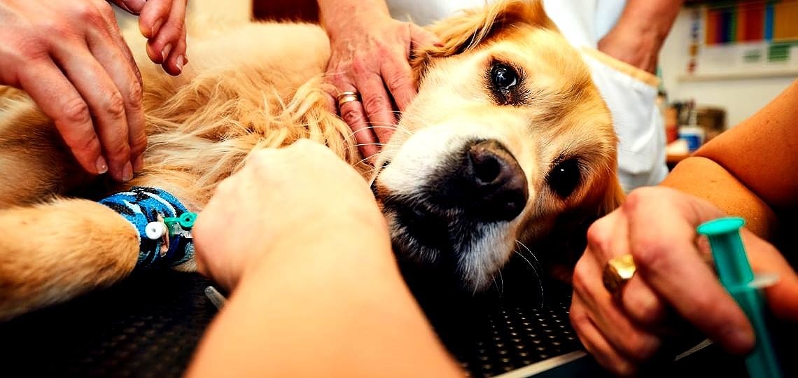 Köpekler Grip / Nezle Olur mu?