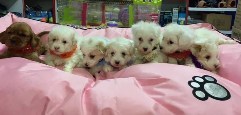 İlk Kez Köpek Sahiplenecekler İçin Terrier Maltese Uygun Bir Cins Mi?