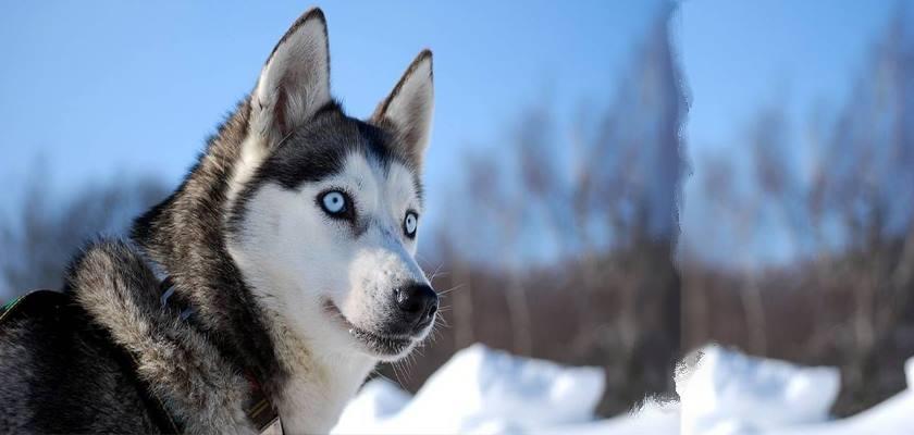 Husky ( Sibirya Kurdu ) Hakkında Bilinmesi Gereken Her Şey