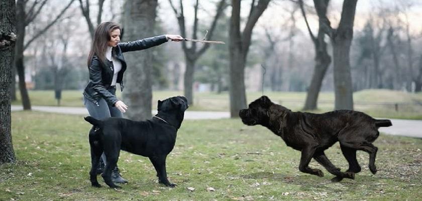 Cane Corso Eğitiminin İp Uçları