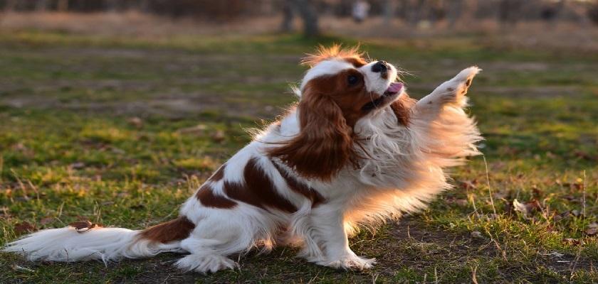 Cavalier King Eğitimindeki Püf Noktalar