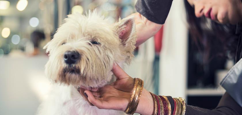 Terrier Maltese Cinsi Köpeğin Fiziksel Kusurları Nelerdir?