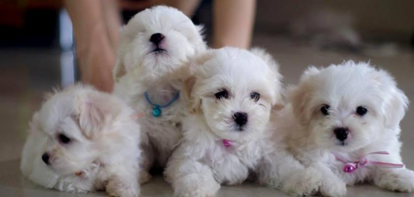 Yeni Yavru Bir Terrier Maltese Sahiplenecekler İçin Önemli Tavsiyeler