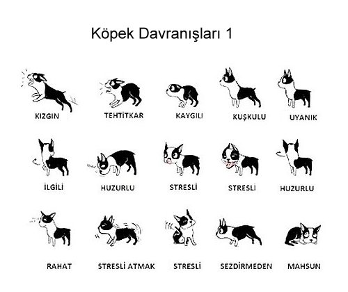 Kopek Beden Ve Vucut Dili Davranislarinin Anlami Resimli Anlatim