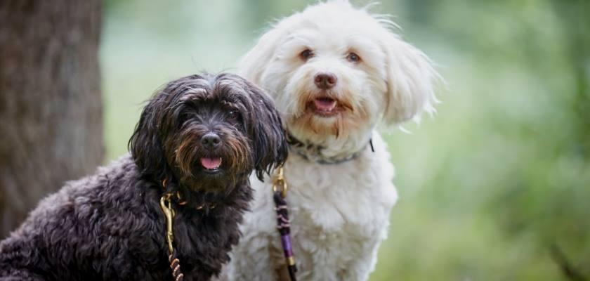 Terrier Maltese Türleri Nelerdir?