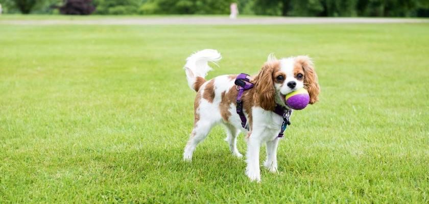 Cavalier King Charles Cinsi Yavru Büyütürken Bilinmesi Gerekenler