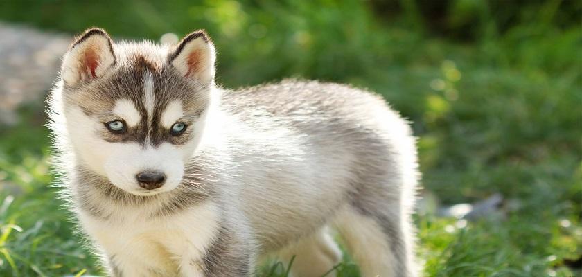 Usta Bir Şekilde Sibirya Kurdu (Husky) Nasıl Eğitilir?