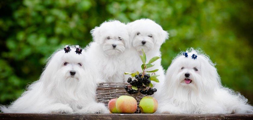 En Popüler Safkan Beyaz Tüylü Köpek Cinsleri