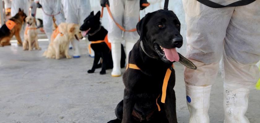 Pandemi Eğitimli Köpekler Koronavirüs Covid-19 Tespiti Yapacak