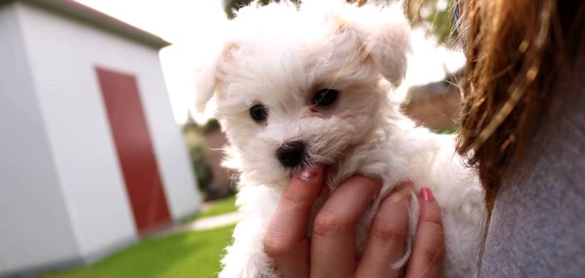 Terrier Maltese Evde Apartman Dairesinde Ve Bahce Icin Uygun Mudur