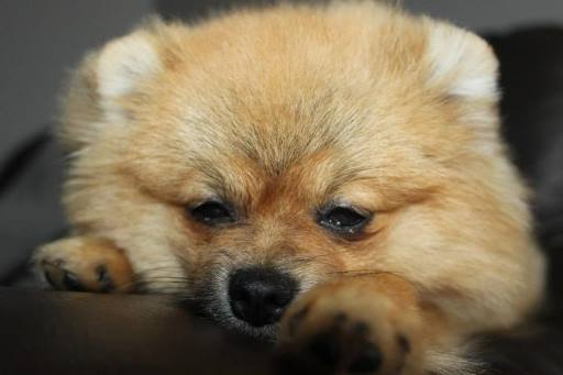 Gulen Kopek Pomeranian Boo Ozellikleri Hakkinda Sahibinden Kisa Notlar