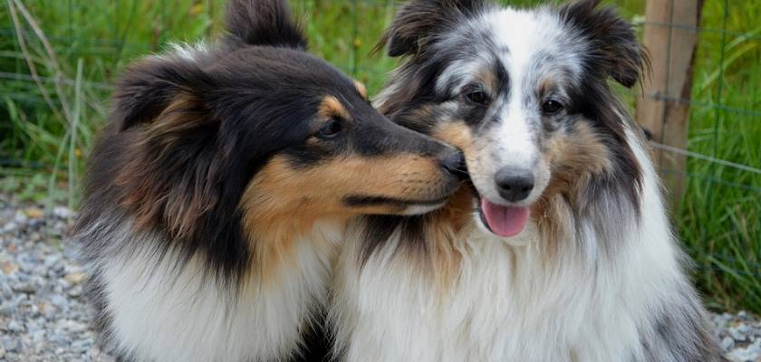 Köpeklerde Çiftleşme Ve Sonrasında Yaşanan Sorunlar