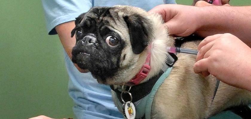 Pug Köpeği Aşı Takvimi Detayları