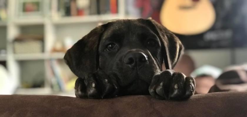 Cane Corso Yavrusu Sahiplerinin Ihtiyaç Duyacağı Yetiştirme