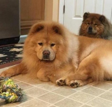 Chow Chow Köpek