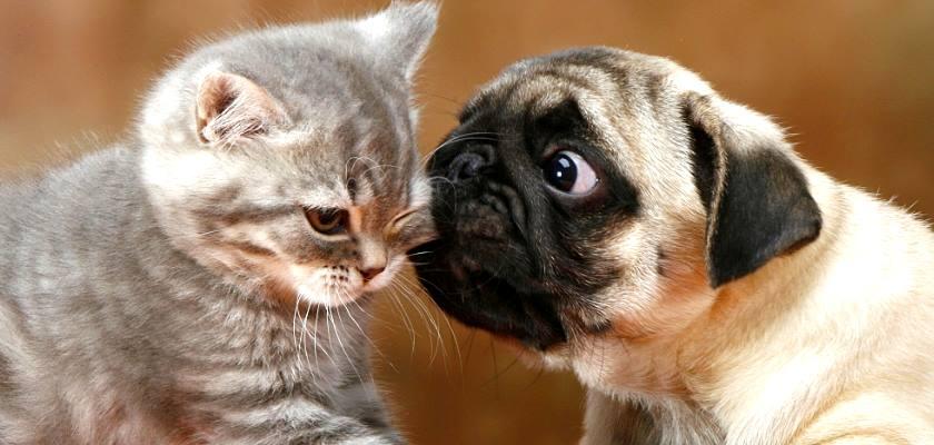 Pug Köpekleri Kedilerle Nasıl Anlaşır?