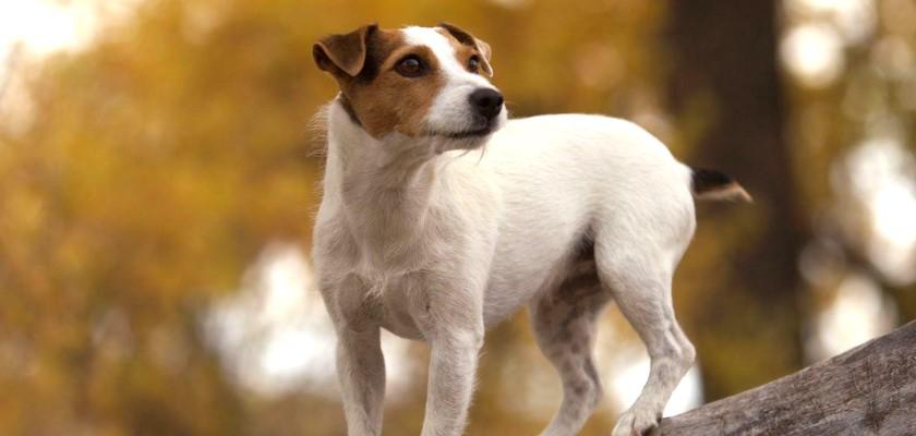 Jack Russell Cinsi Hakkında A'dan Z'ye Her Şeyi Araştırdık