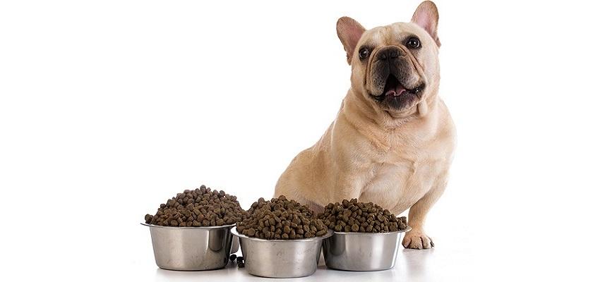 French Bulldog Nasıl Beslenmeli?