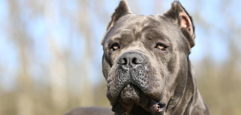 Cane Corso Cinsi Köpeklerin A'dan Z'ye Tüm Özellikleri