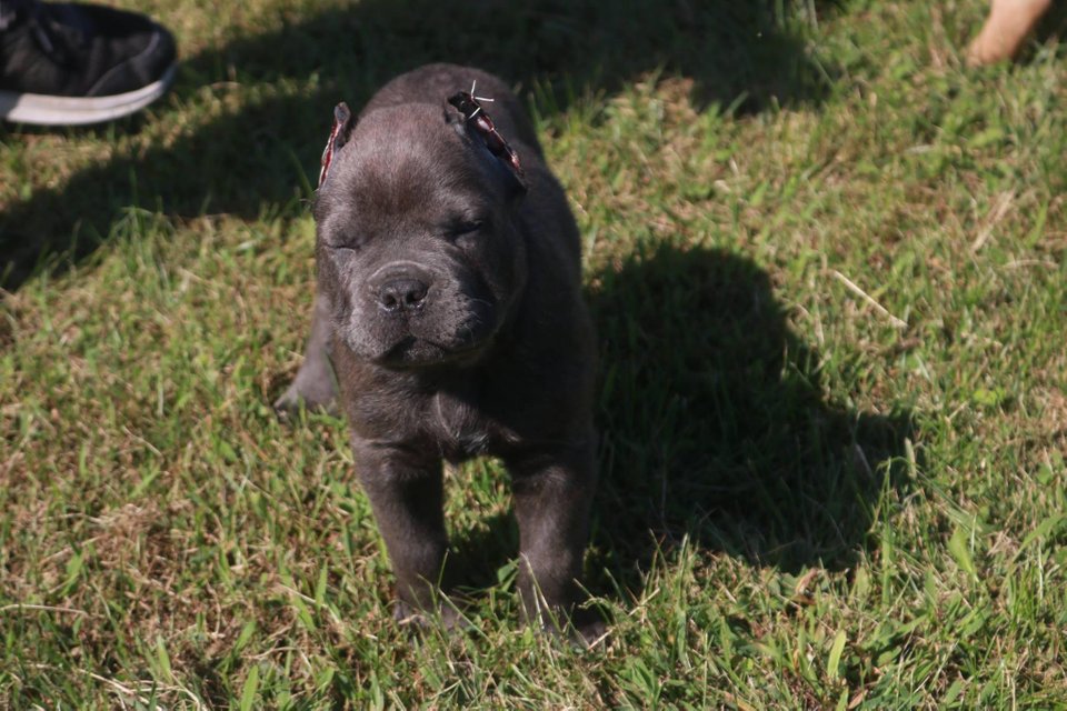 Cane Corso Yavrusu Sahiplerinin Ihtiyaç Duyacağı Yetiştirme