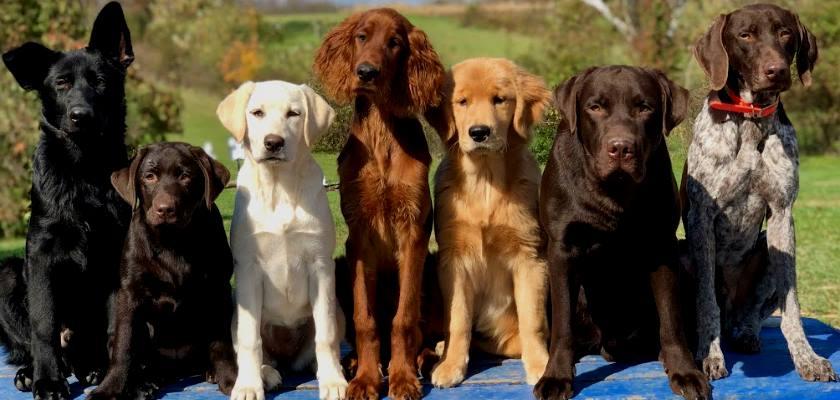 Köpekler Hakkında Doğru Bilinen Yanlışlar