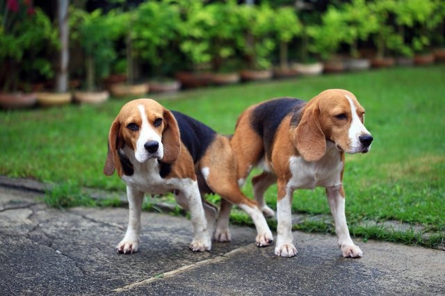 Köpekler Regl Döneminde Ağrı Çeker Mi