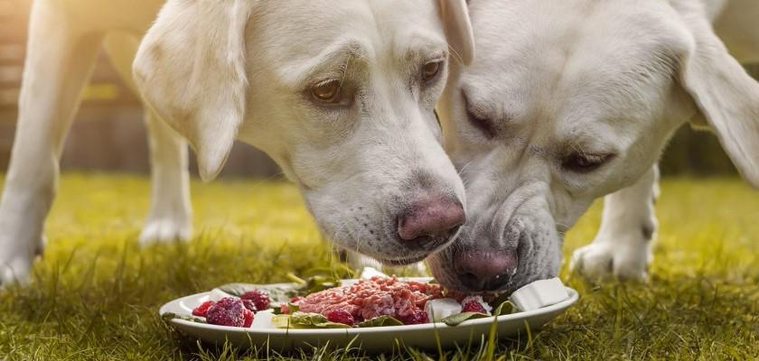 Köpeklerde Alerji Yapan Yiyecekler